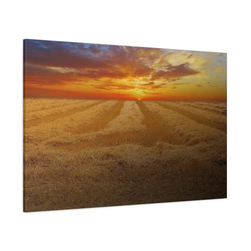 Wheat field Standard Canvas