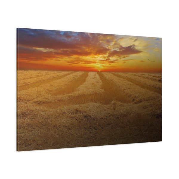 91638-45.jpg Wheat field Standard Canvas