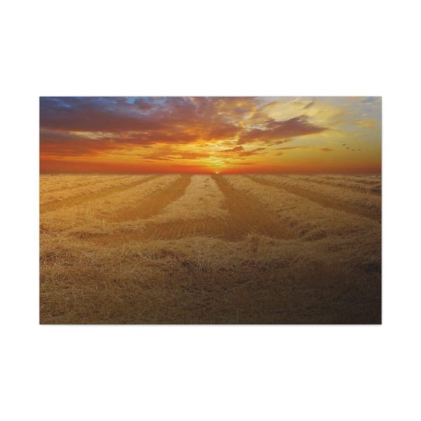 91638-46.jpg Wheat field Standard Canvas