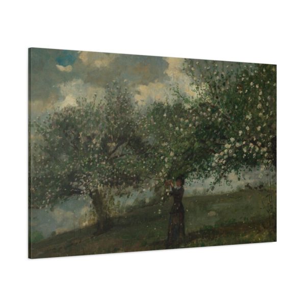91638-480.jpg Girl Picking Apple Blossoms by Winslow Homer Standard Canvas