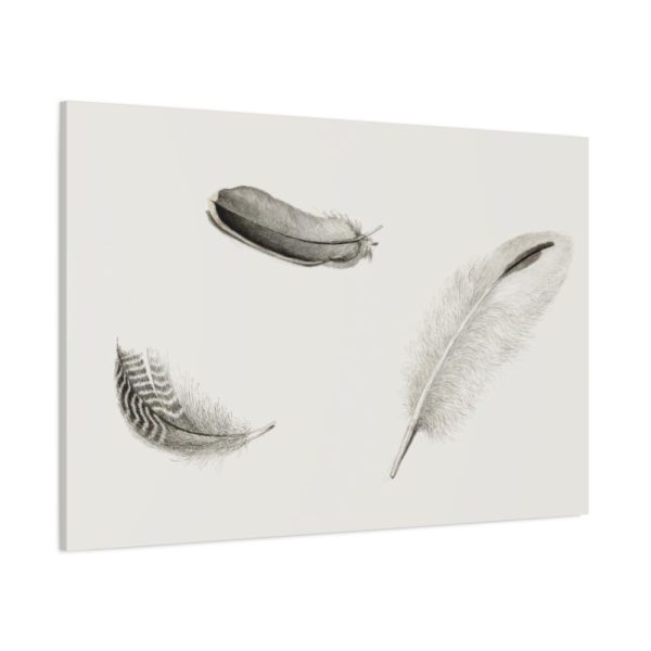 91638-95.jpg Study of Three Feathers Standard Canvas