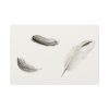 91638-96.jpg Study of Three Feathers Standard Canvas