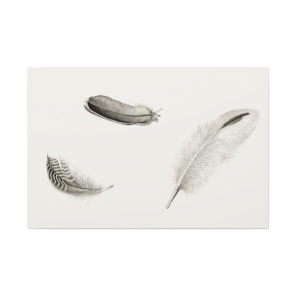 91638-96.jpg Study of Three Feathers Standard Canvas