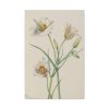 Sego Lily by Mary Vaux Walcott Standard Canvas