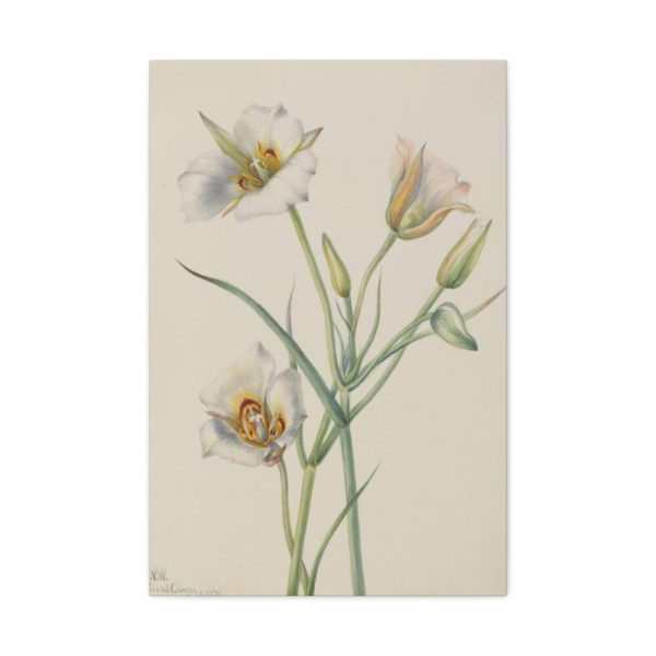 Sego Lily by Mary Vaux Walcott Standard Canvas