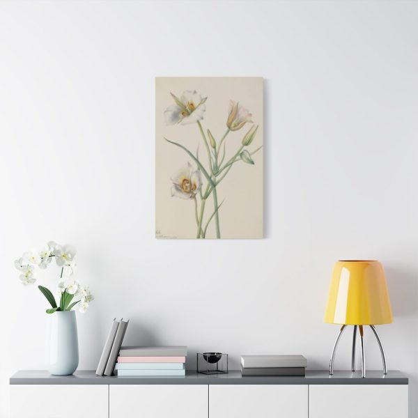 Sego Lily by Mary Vaux Walcott Standard Canvas