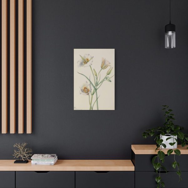 Sego Lily by Mary Vaux Walcott Standard Canvas