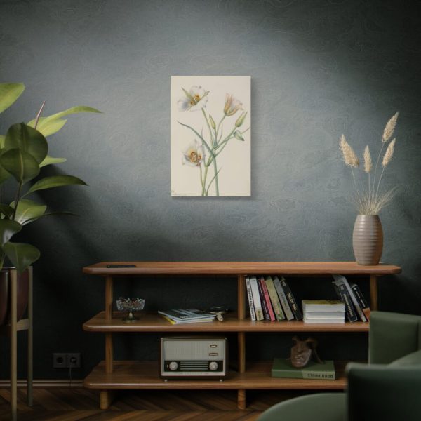 Sego Lily by Mary Vaux Walcott Standard Canvas