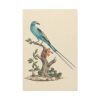 91655-1.jpg Coracias abyssinicus (Abyssinian Roller) Standard Canvas