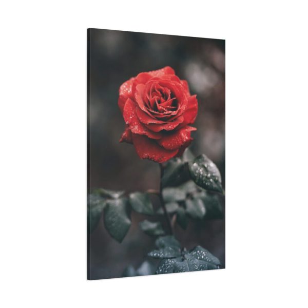 91655-100.jpg Close-up of a Red Rose With Its Petals Standard Canvas