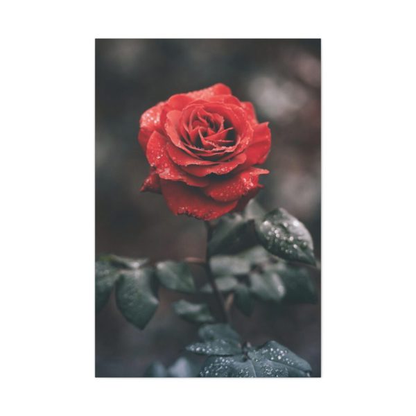 91655-101.jpg Close-up of a Red Rose With Its Petals Standard Canvas