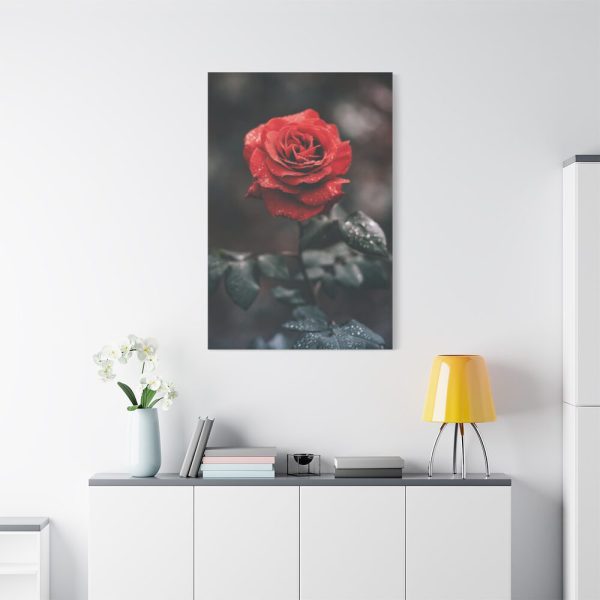 91655-102.jpg Close-up of a Red Rose With Its Petals Standard Canvas