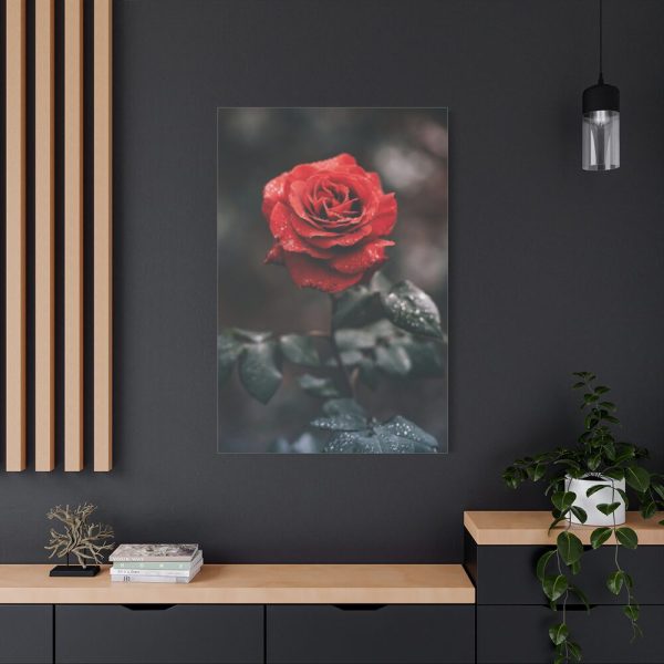 91655-103.jpg Close-up of a Red Rose With Its Petals Standard Canvas