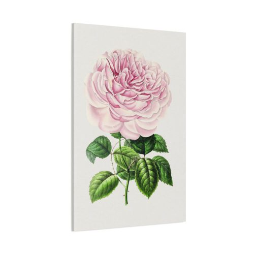 Hand Drawn Bengal Rose Standard Canvas
