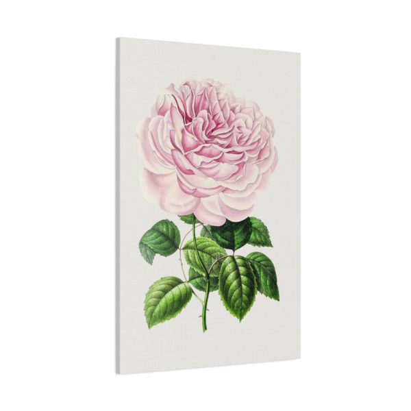 91655-105.jpg Hand Drawn Bengal Rose Standard Canvas