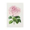 91655-106.jpg Hand Drawn Bengal Rose Standard Canvas