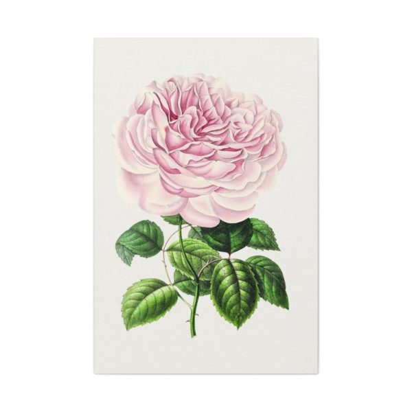 91655-106.jpg Hand Drawn Bengal Rose Standard Canvas