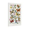 Butterfly & Moth Painting by Paul Gervais Standard Canvas