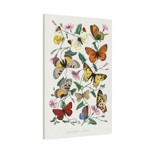 Butterfly & Moth Painting by Paul Gervais Standard Canvas