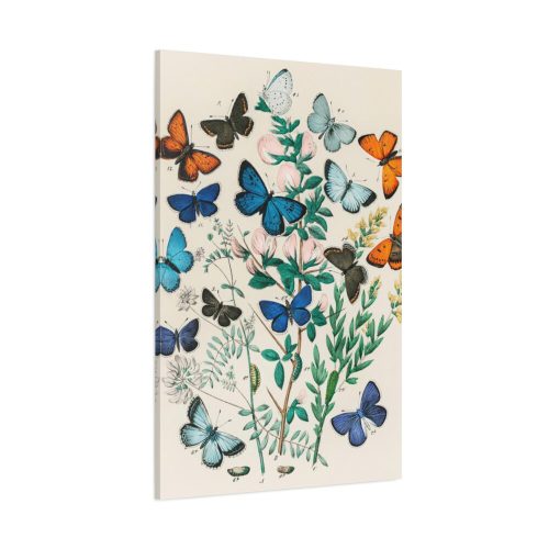 European Butterflies and Moths by William Forsell Kirby Standard Canvas
