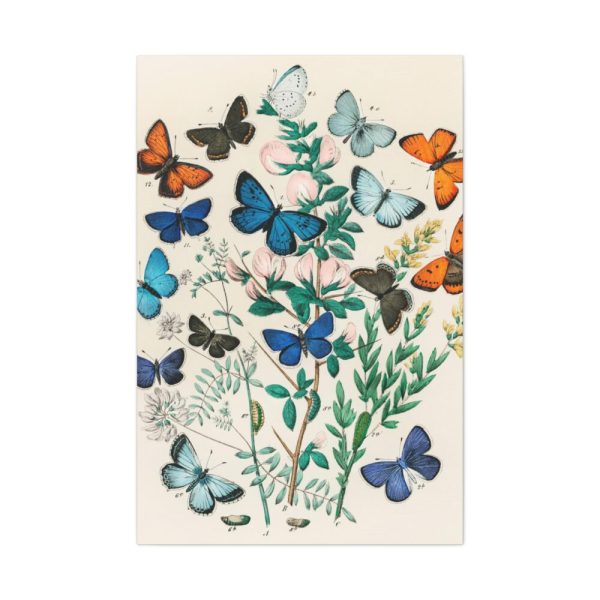 91655-186.jpg European Butterflies and Moths by William Forsell Kirby Standard Canvas