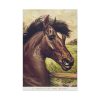 91655-196.jpg Vintage Horse Illustration Standard Canvas
