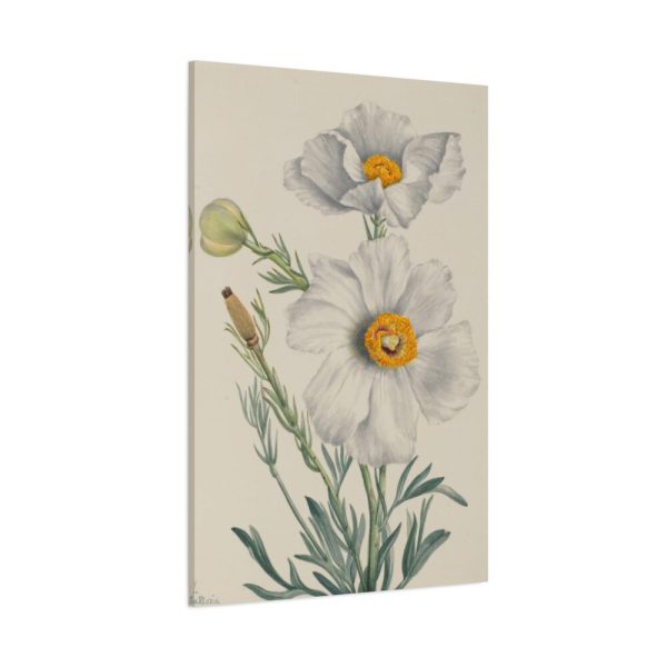 Matilija Poppy by Mary Vaux Walcott Standard Canvas