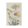 Matilija Poppy by Mary Vaux Walcott Standard Canvas