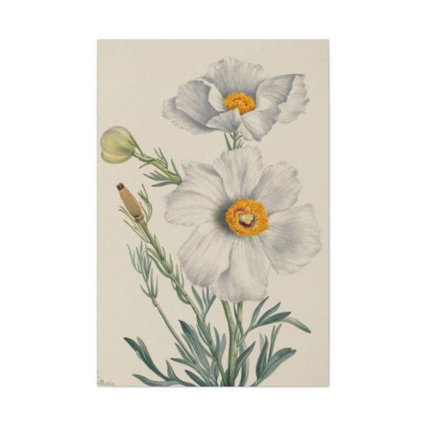 Matilija Poppy by Mary Vaux Walcott Standard Canvas