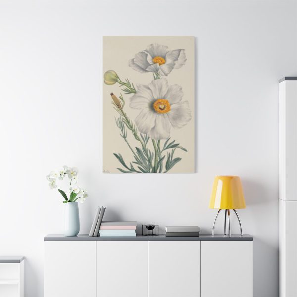 Matilija Poppy by Mary Vaux Walcott Standard Canvas