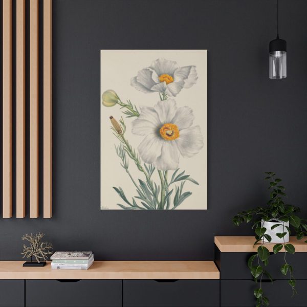 Matilija Poppy by Mary Vaux Walcott Standard Canvas