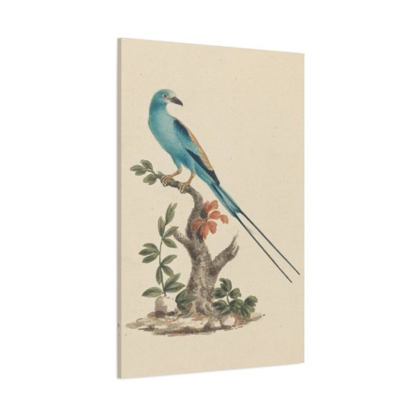 91655.jpg Coracias abyssinicus (Abyssinian Roller) Standard Canvas