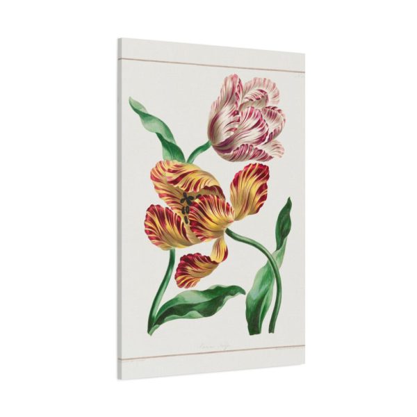 91655-80.jpg Various Tulips by John Edwards Standard Canvas