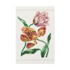 91655-81.jpg Various Tulips by John Edwards Standard Canvas