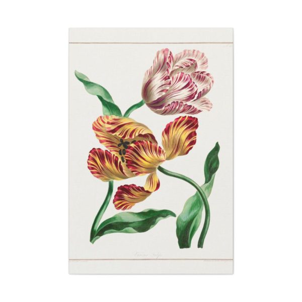 91655-81.jpg Various Tulips by John Edwards Standard Canvas