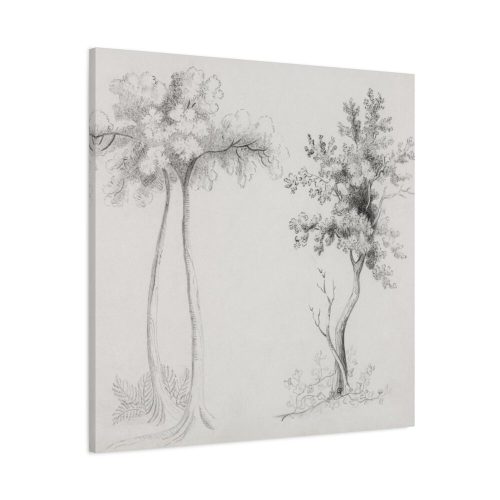 Studies of Upas and Maple Trees Standard Canvas