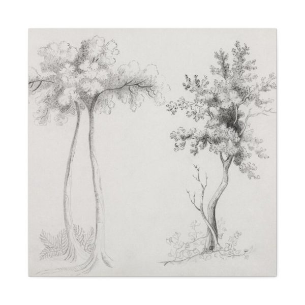 91663-31.jpg Studies of Upas and Maple Trees Standard Canvas