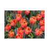 92408-123.jpg Garden Plant Poster