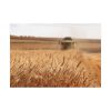 Tractor Harvest Grains of Wheat in a Farm Field Poster