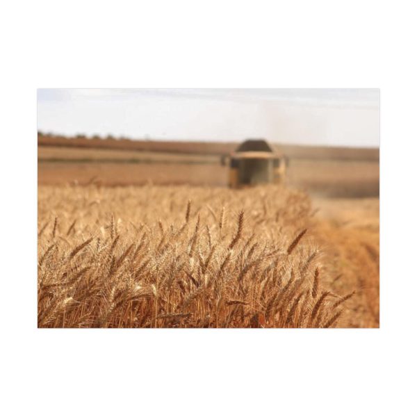 Tractor Harvest Grains of Wheat in a Farm Field Poster