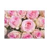 92408-189.jpg Rose Pink Roses Poster