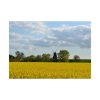 92408-240.jpg Oilseed Rape Field Rapeseeds Poster