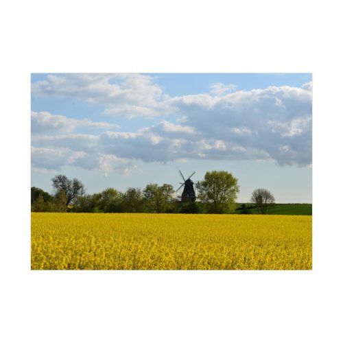 Oilseed Rape Field Rapeseeds Poster