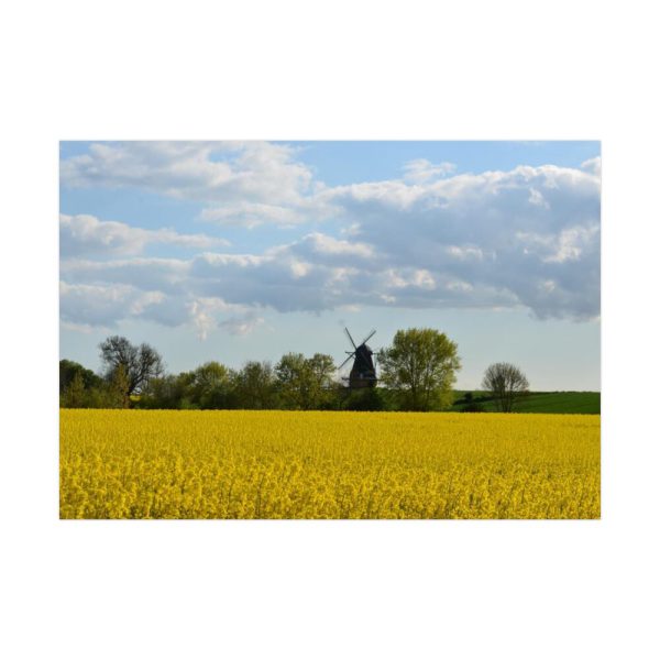 92408-240.jpg Oilseed Rape Field Rapeseeds Poster