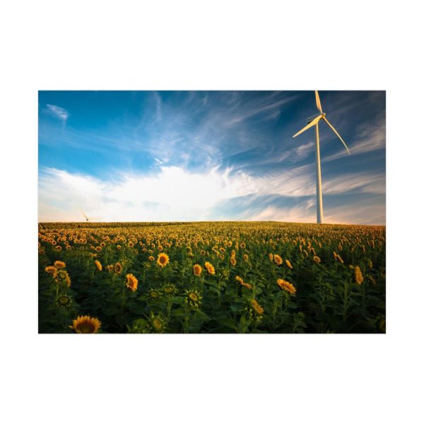 Sunflower Field with Wind Turbine Poster