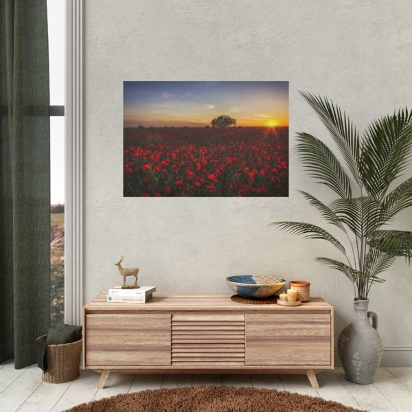 Red Poppies in the Sunset Poster
