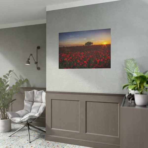 Red Poppies in the Sunset Poster