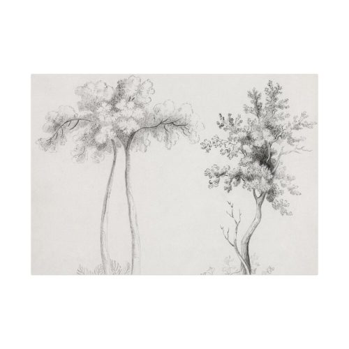 92408-63.jpg Studies of Upas and Maple Trees Poster