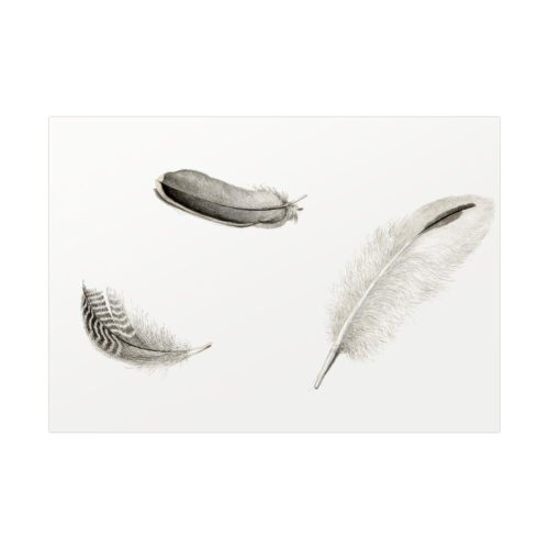 Study of Three Feathers Poster