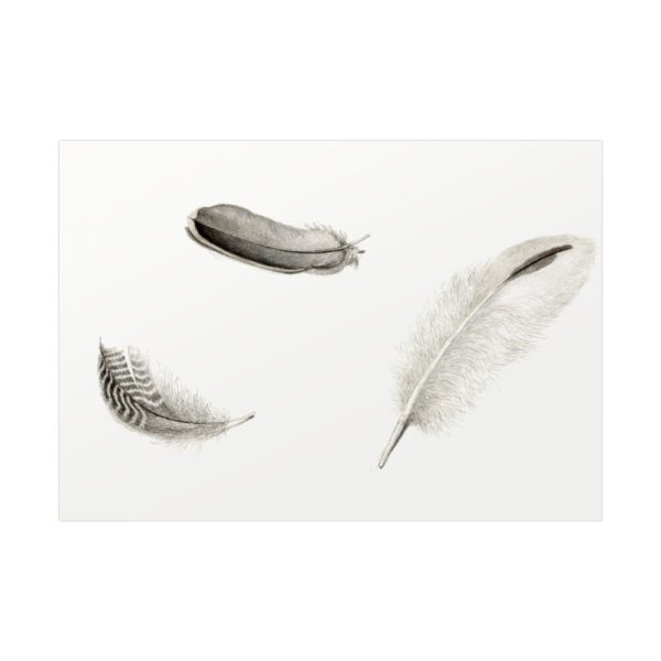 92408-66.jpg Study of Three Feathers Poster
